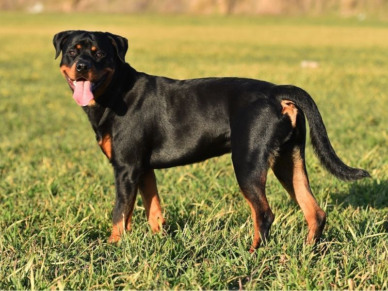 Rottweiler Dog Breed Guide: Care & Training | BorrowMyDoggy