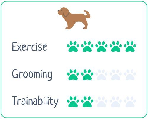 Kangal Shepherd: exercise 5/5; grooming 2/5; trainability 2/5