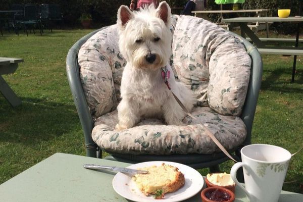 Lola the West Highland Terrier sat on a cosy chair in the outside seating area of a cafe, staring intently at the yummy scone on the table