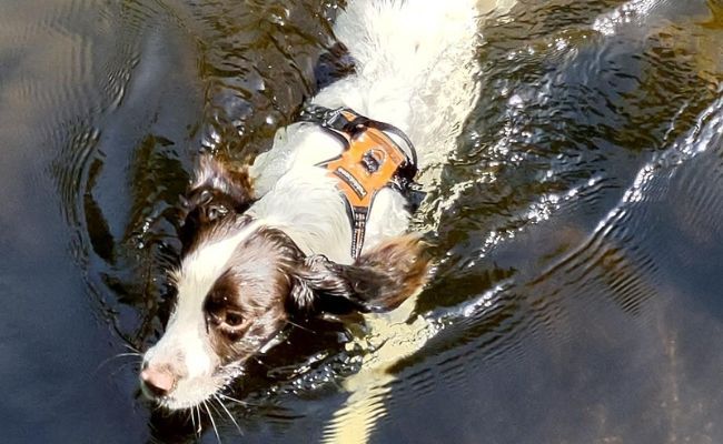 Flash the English Springer Spaniel puppy learning to swim