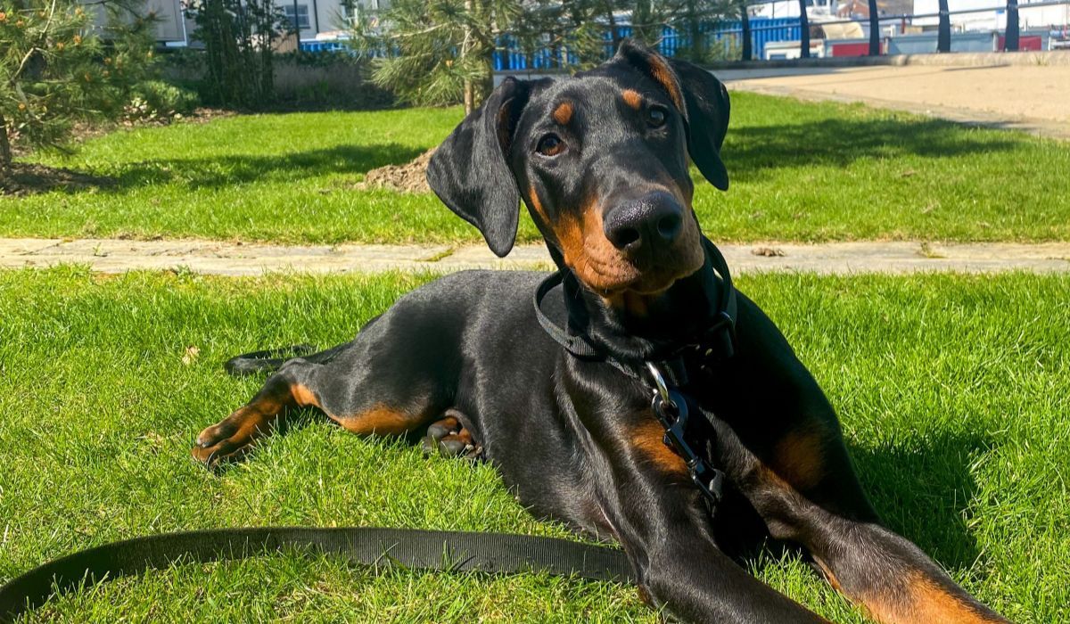 A beautiful young Dobermann chilling in the park