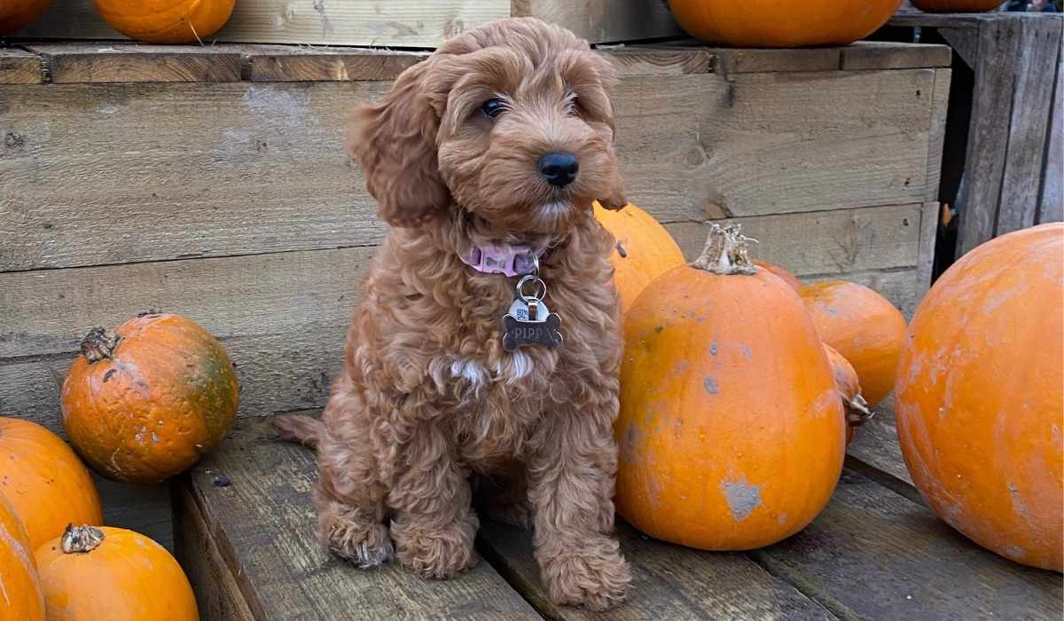 A golden Cockapoo sits on a wooden box next to a variety of different sized pumpkins.