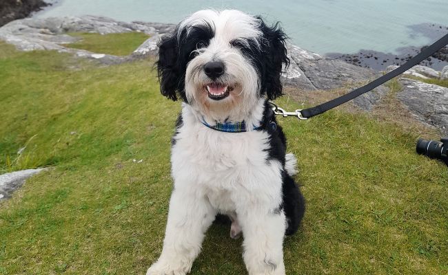 Doggy member Eric, the Tibetan Terrier, sitting on top of a cliff on a grey day