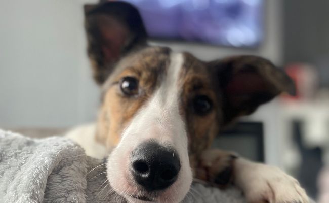 Bonnie, the Welsh Collie, enjoying Petflix and chill time