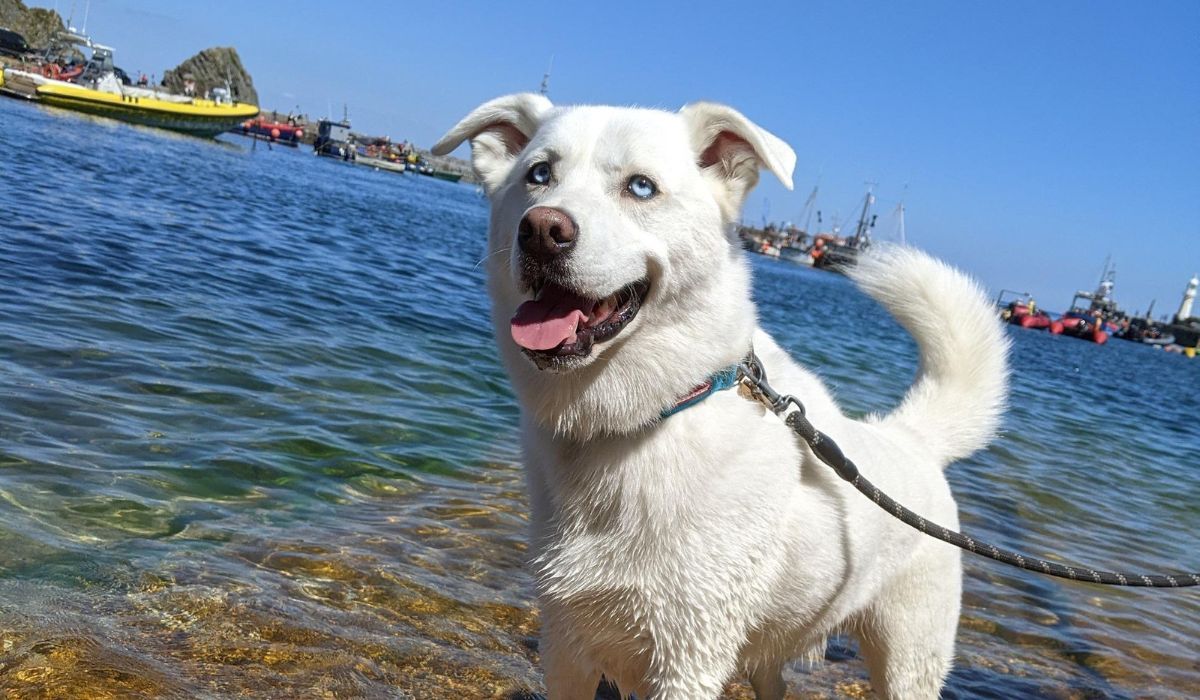 A gorgeous white Cross Breed with bright blue eyes stands in the sea looking very happy on a summers day