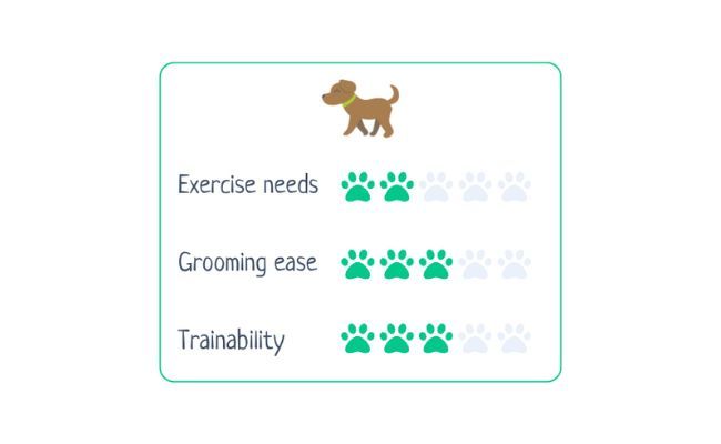 Russian Toy Terrier  Exercise needs 2/5; Grooming ease 3/5; Trainability 3/5