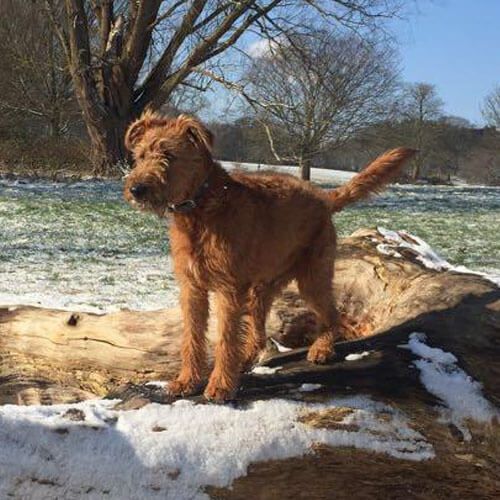 are irish terrier puppies lazy