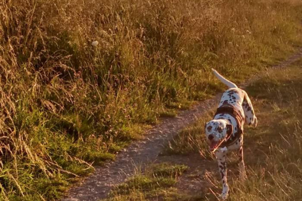 Doggy member Cali, the Dalmatian, running through the meadow at golden hour