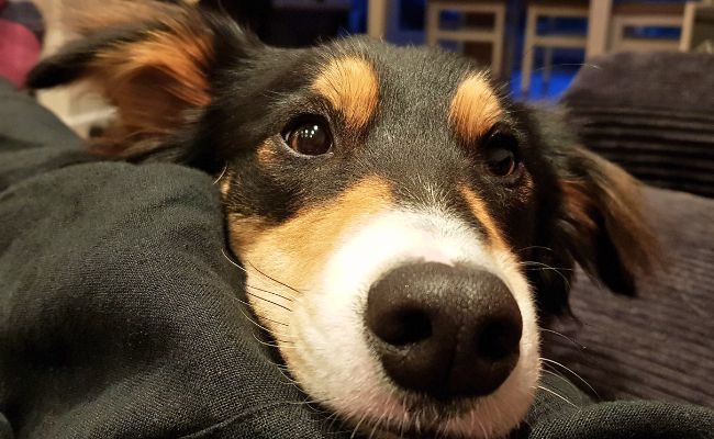 Doggy member Fudge, the Border Collie, resting their head on their owner leaning in for more strokes