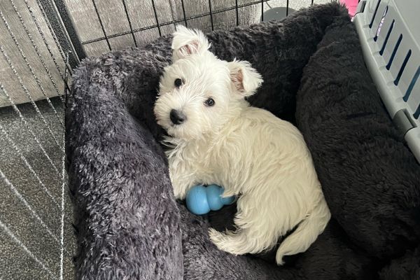 Teddy, the West Highland White Terrier