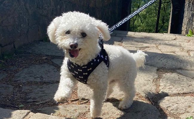 A white, curly haired dog in a harness is on a cobbled street looking excited