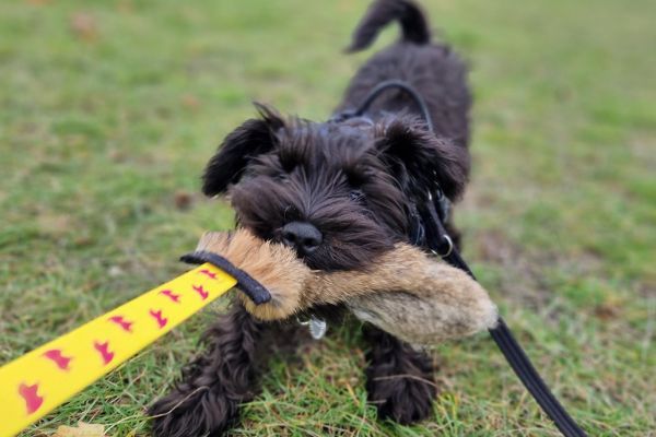 Archer the Miniature Schnauzer playing tug of war in the garden