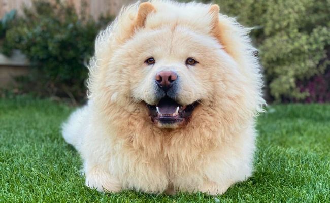 Cooper, the Chow Chow