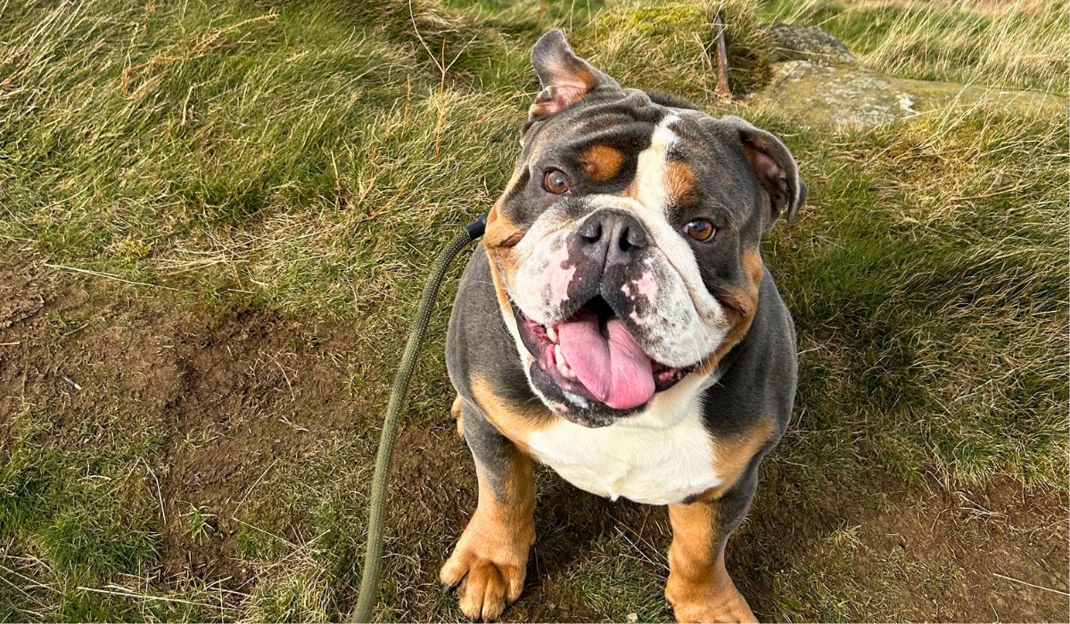 A tri-coloured, short-haired, stocky Bulldog sits proudly in the grass smiling with their wide, pink tongue hanging out.