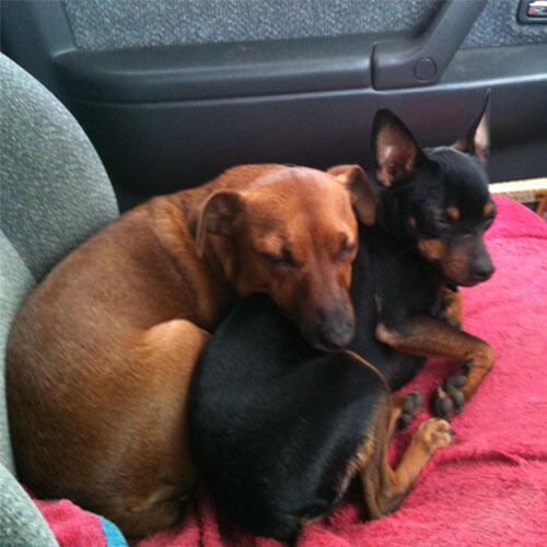 Two small dogs, one red and one black and tan, are cuddled up together in a car seat