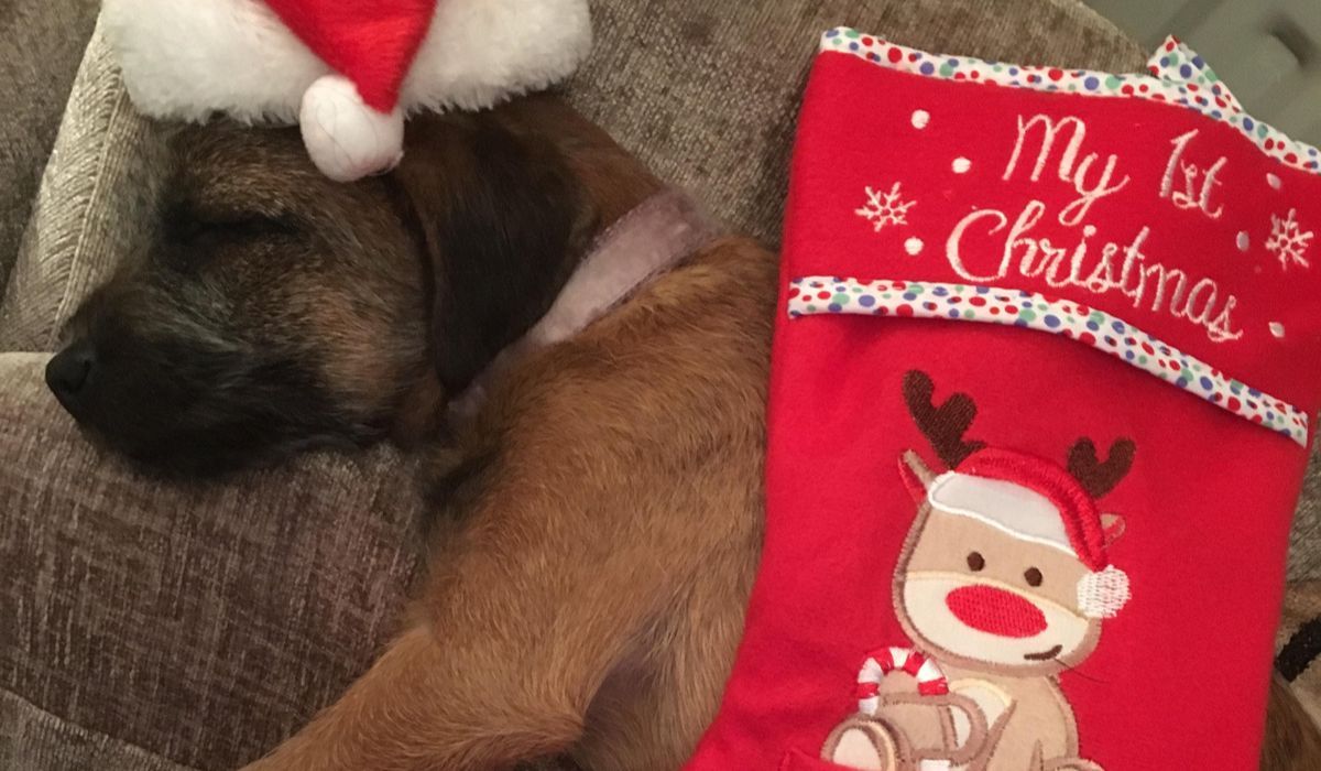 A pup with a Christmas hat on and a Christmas stocking covers his tummy and back