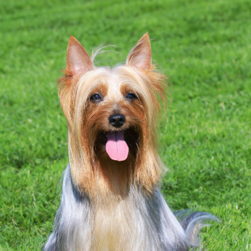 Australian Terrier Terrier Puppies Silky Dog Breed Silky Terrier