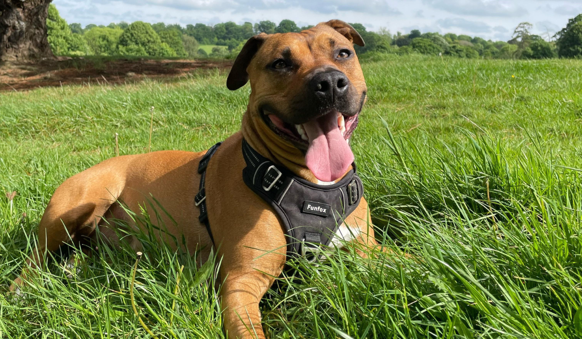 A very happy Staffordshire Bull Terrier lying in the long grass on a summers day