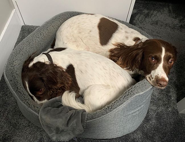 Two brown and white dogs are curled up sharing a dog bed. They have long, silky ears.
