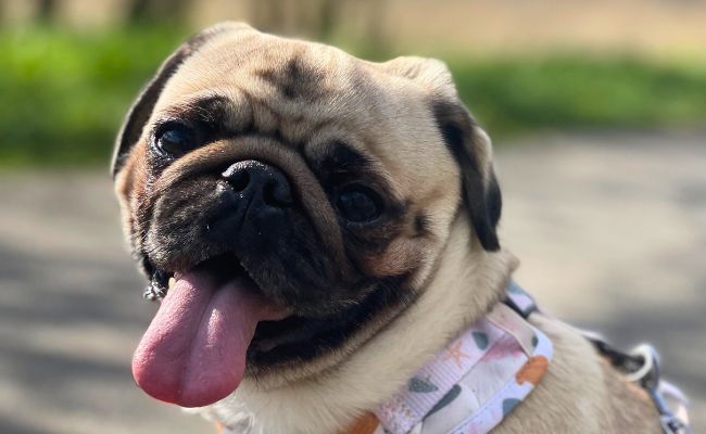 Doggy member Milo, the Pug turning back and looking at the camera happily