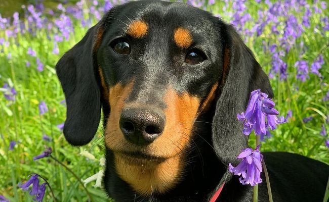 Doggy member Darcie, the Miniature Dachshund sitting amongst the bluebells