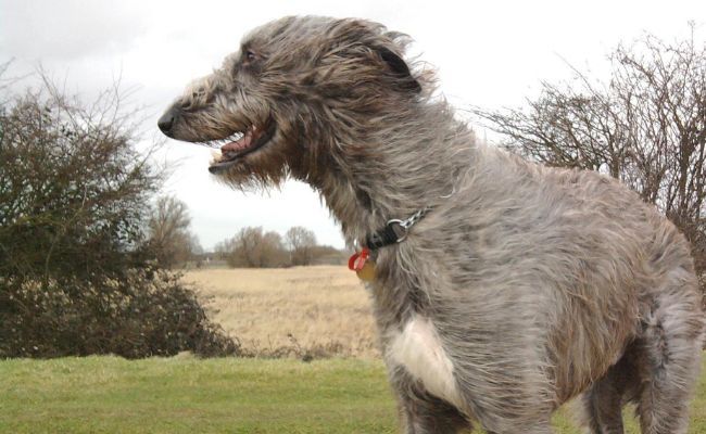 Rufus, the Deerhound