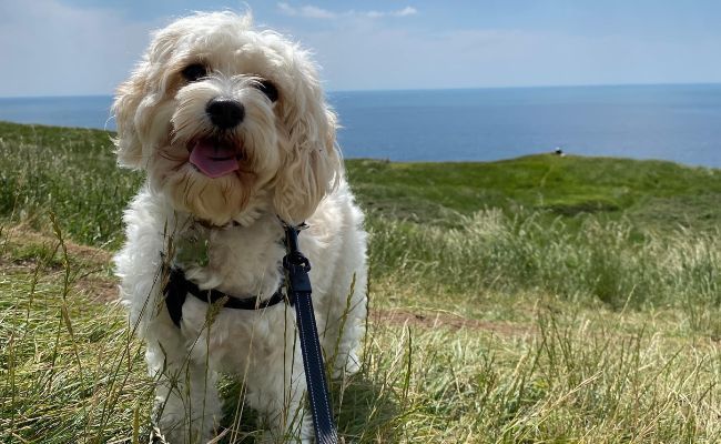 Doggy member Milli, the Cavapoo, enjoying a cliff side walk on a lovely day in spring