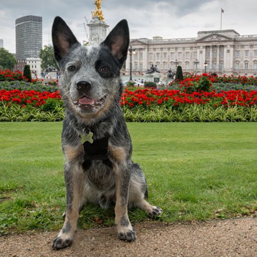 Rupert has a short grey, black and tan coat and large, pointy ears. He's sitting on the grass in front of Buckingham Palace