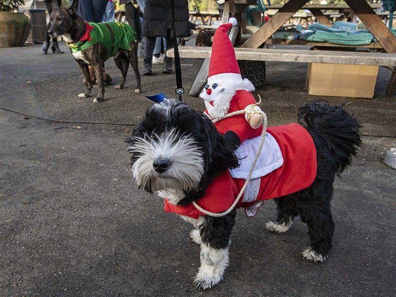 This pooch is giving Santa a ride on his back!