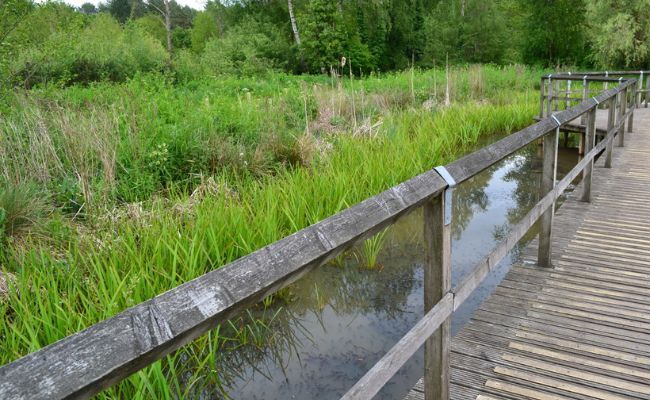 The boardwalk at Moors Valley Country Park