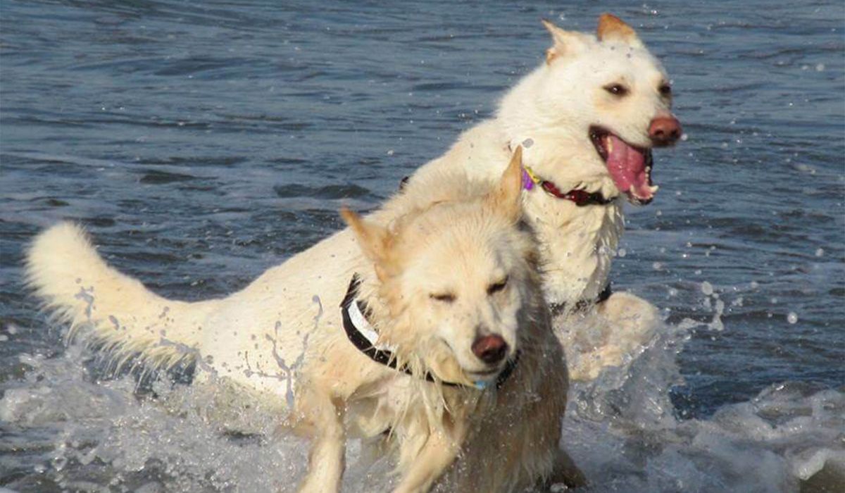 Two white fluffy dogs frolic in the sea