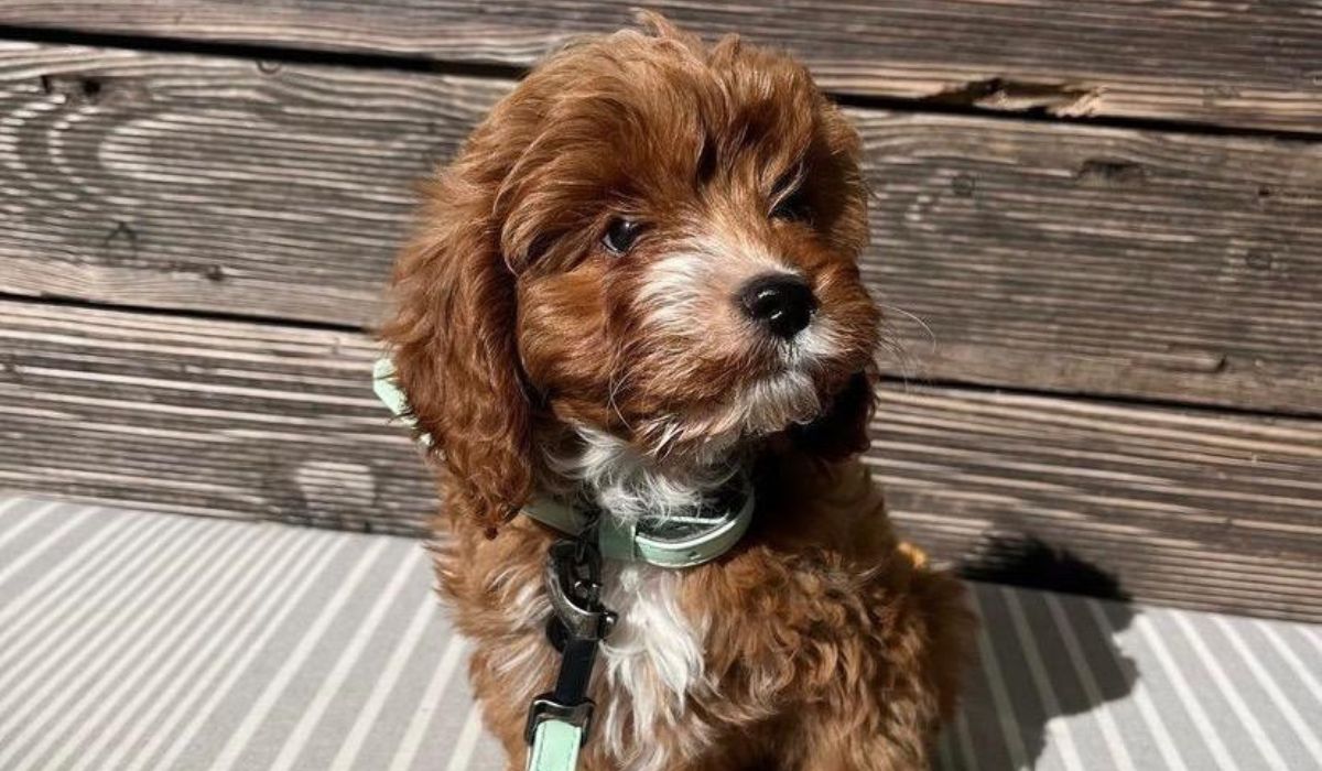 An adorable Cavapoo pup sitting outside in the garden