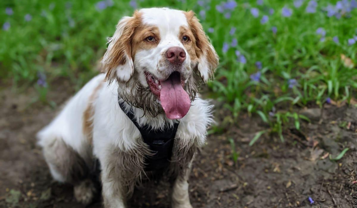 A medium size, white and tan dog with short, floppy ears and a large, pink tongue is sitting in the mud, his front legs and neck covered in muddy water after splashing around in a close by stream. Behind the pooch is a patch of bluebells.