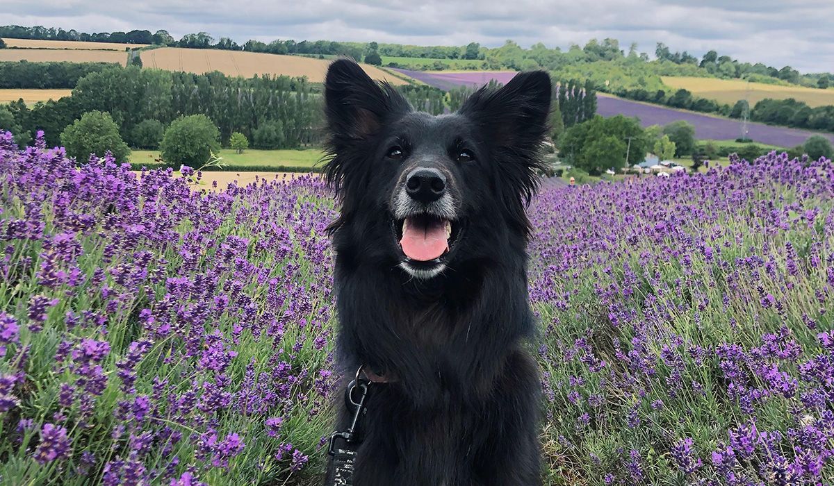 A fluffy black dog sits in the middle of a field of lavender
