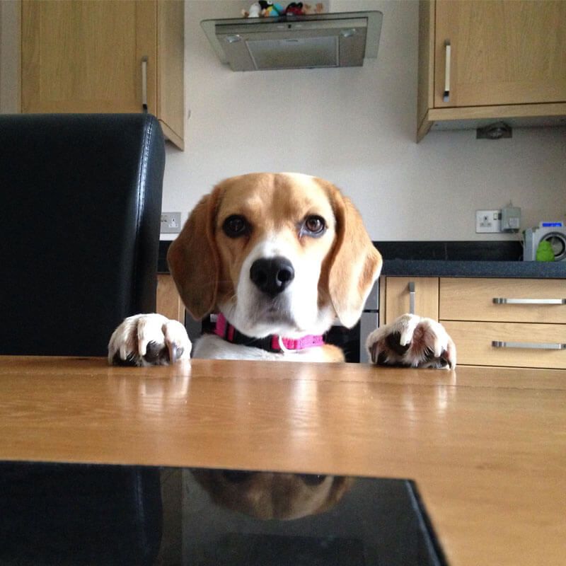 Doggy member Bella