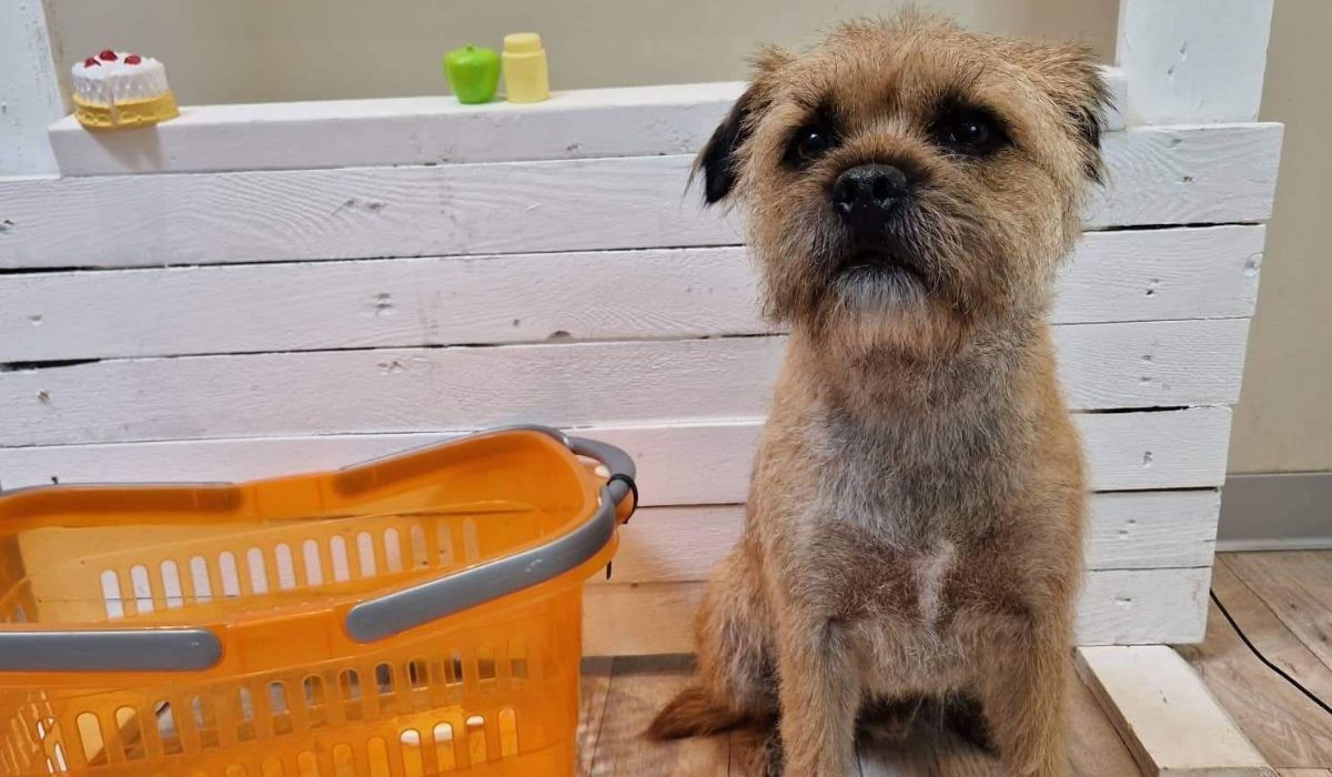 A Border Terrier sat next to an orange shopping basket