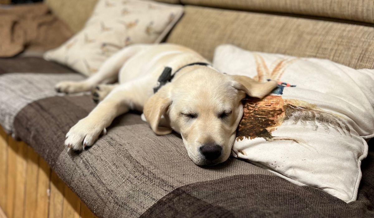 Doggy member Alan, the Labrador Retriever, snoozing peacefully on the sofa
