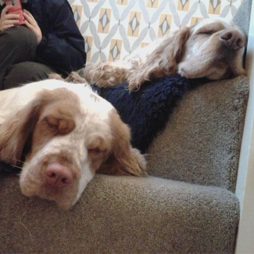 Two Clumber Spaniels snooze on the stairs near their owner