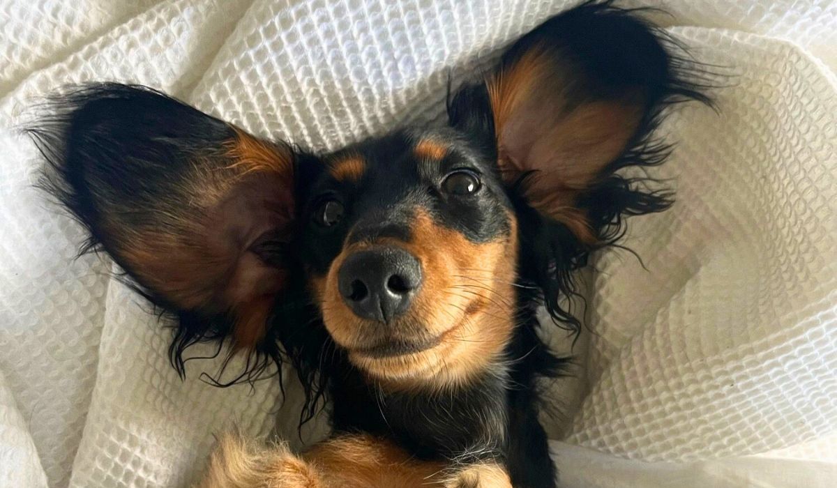 An adorable long-haired Dachshund lying on their back on their owners bed with their large ears spread out smiling at the camera softly
