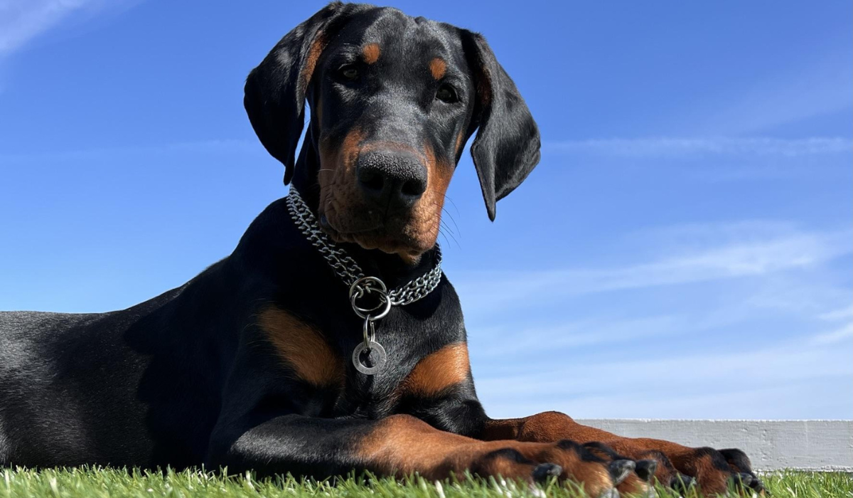 A large black and tan dog lies on the freshly cut grass, with beautiful blue skies behind them.