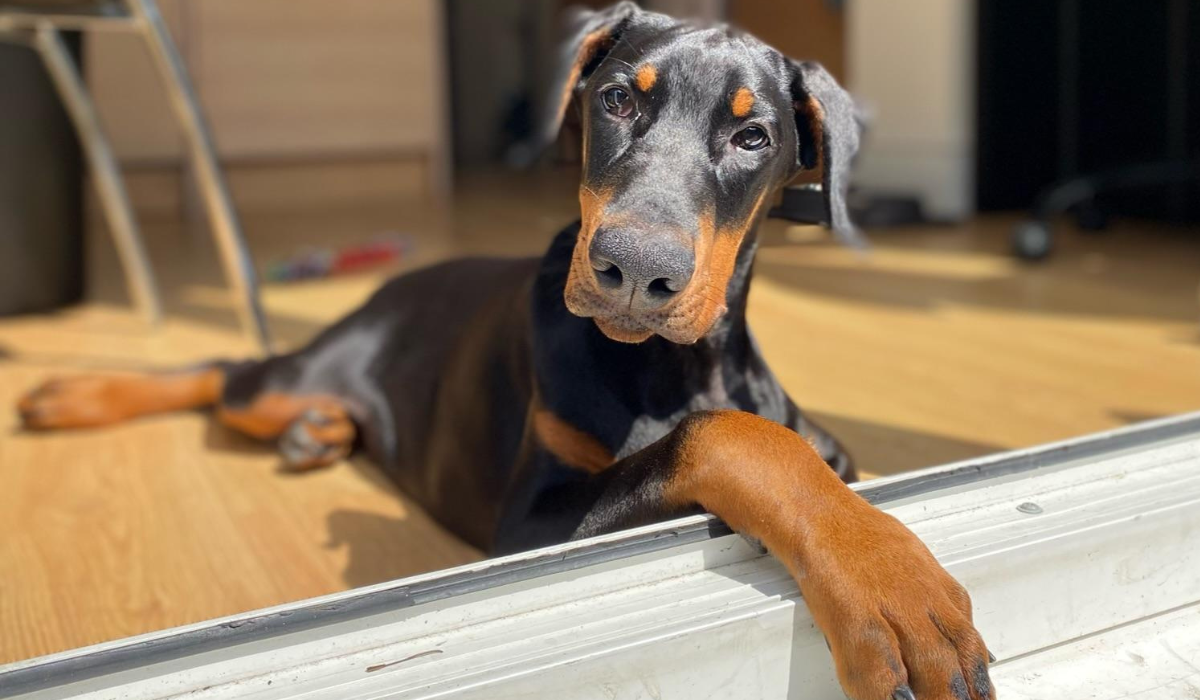 An inquisitive Dobermann is lying in the doorway of their dog friendly accommodation watching the world go by.