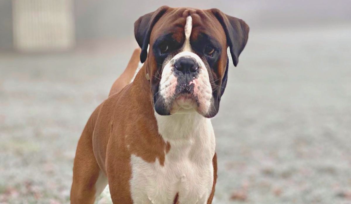 Boxer Dog Guide, Exercise Needs, Stories & Tips