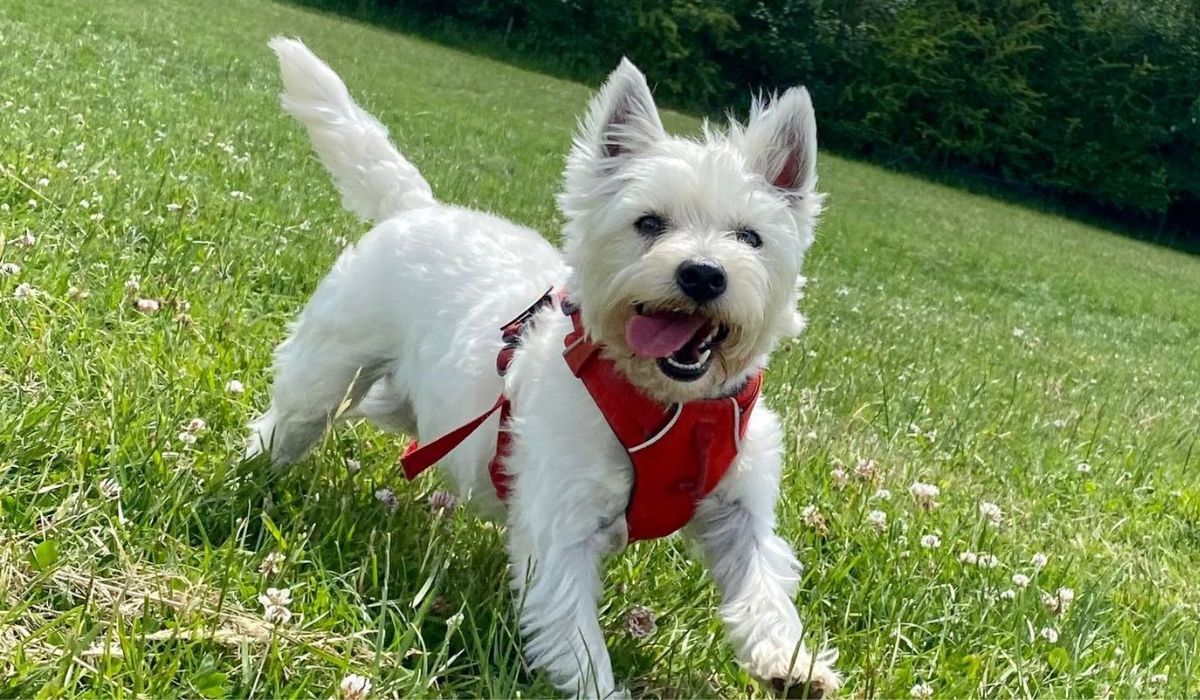A white, stocky dog with short legs and a long body, a square, fluffy head, small triangular ears standing on either side of their head, large dark eyes and a black nose, wearing a red harness is standing on the grass in a meadow