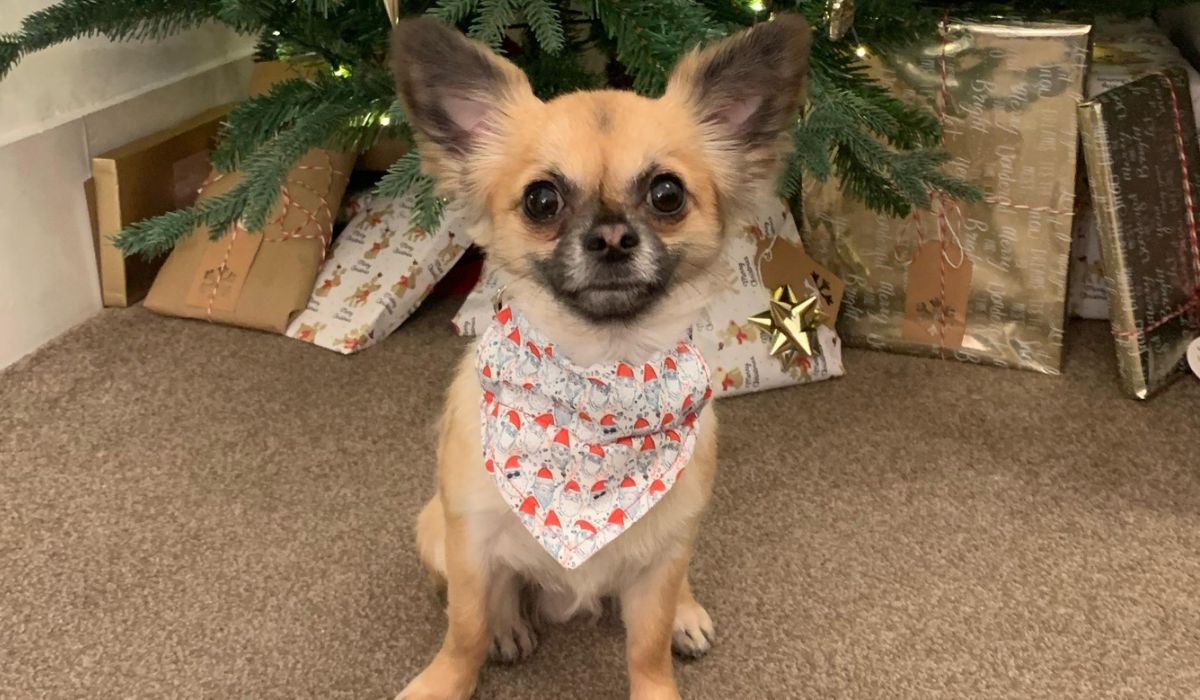 Doggy with a beautiful Christmas bandana under a Christmas tree