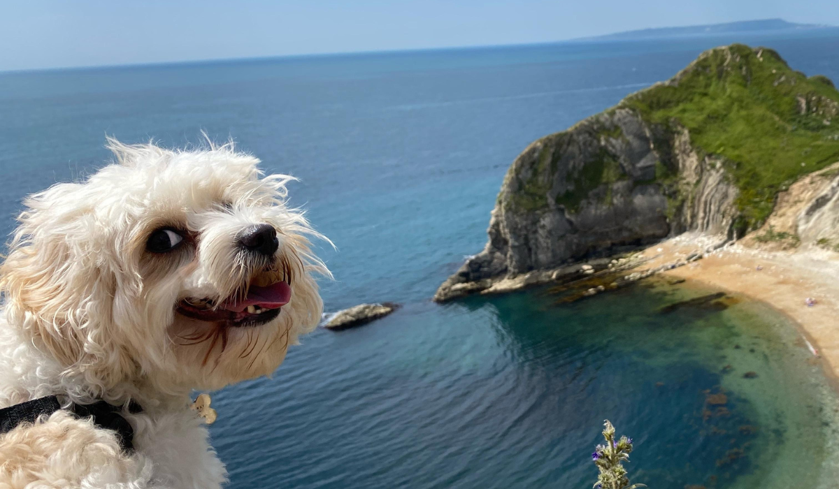 A fluffy, white pooch is standing on the cliff top looking out to the gorgeous, calm, blue sea and the private bay which is protected by steep cliffs.