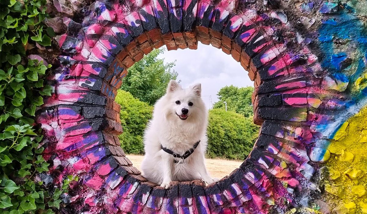 A Japanese Spitz is framed by a brick circle which is brightly painted in pinks blues and yellows