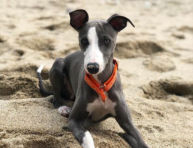A beautiful, grey and white, smooth-haired dog with long legs is lying on sand. A little sand is on the end of her long nose.