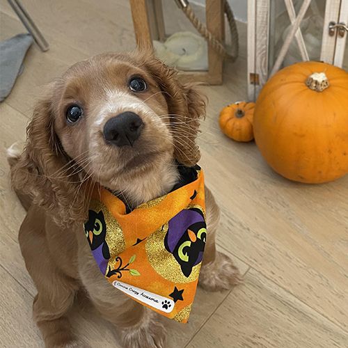 Cute Cocker Spaniel puppy standing next to some pumpkins