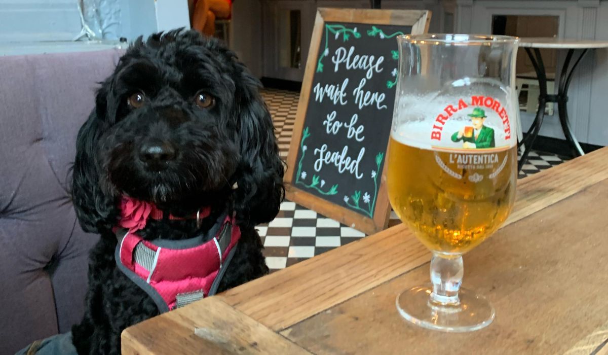 a black fluffy dog in a pub