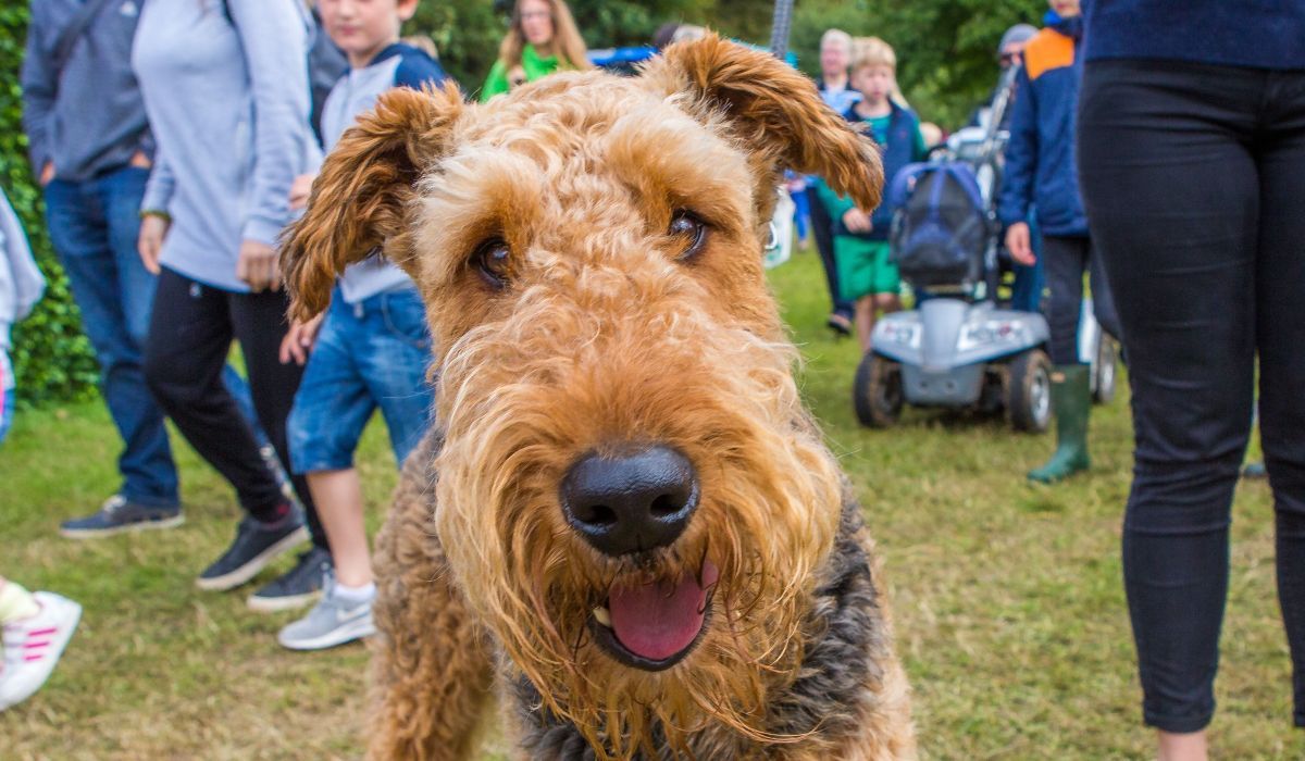 A very happy Welsh Terrier enjoying a group walk with lots of locals